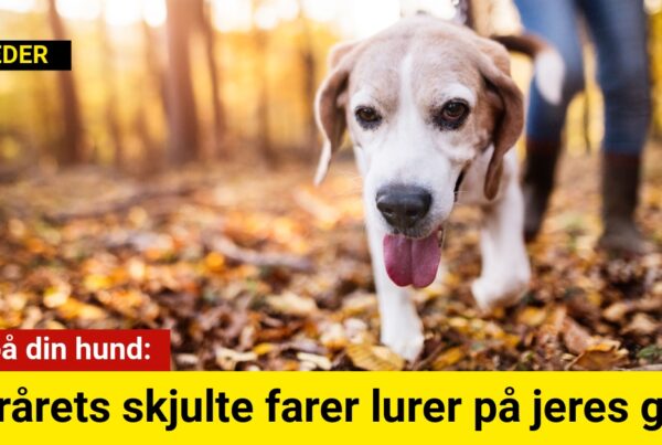 Pas på din hund: Efterårets skjulte farer lurer på jeres gåtur