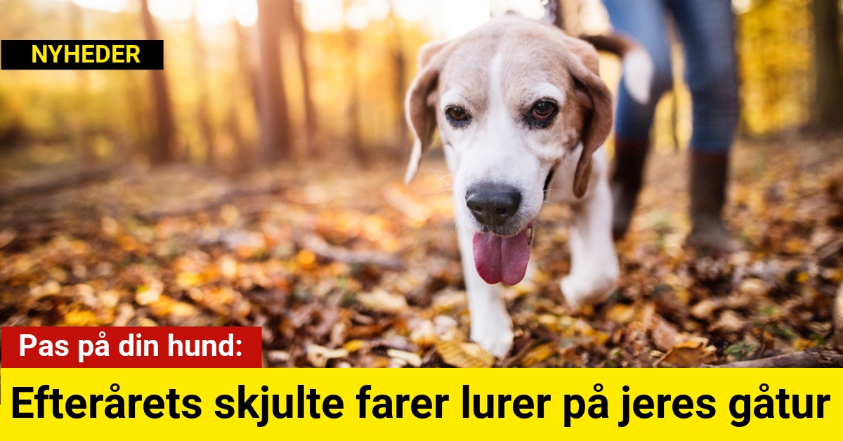 Pas på din hund: Efterårets skjulte farer lurer på jeres gåtur