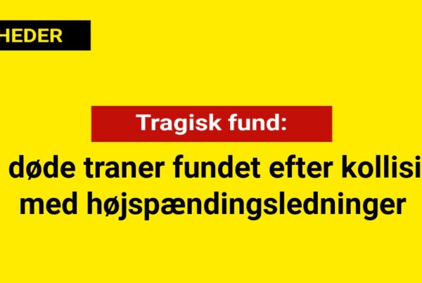 Tragisk fund af to døde traner efter kollision med højspændingsledninger