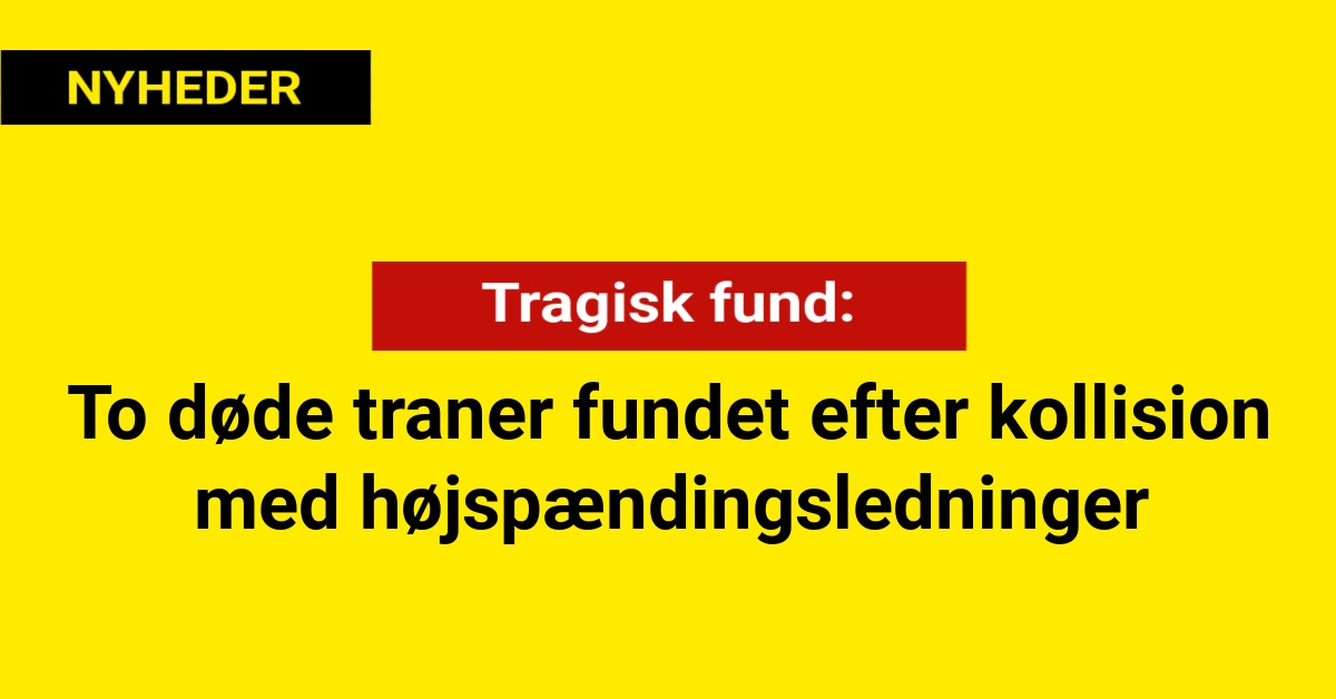 Tragisk fund af to døde traner efter kollision med højspændingsledninger