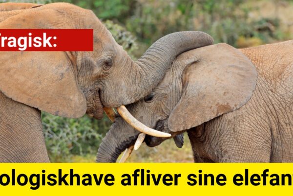 Tragisk: Zoologiskhave afliver sine elefanter