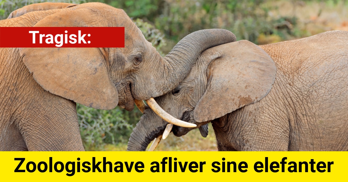 Tragisk: Zoologiskhave afliver sine elefanter