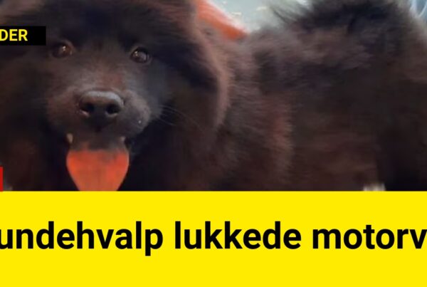 DRAMA: Hundehvalp lukkede motorvej