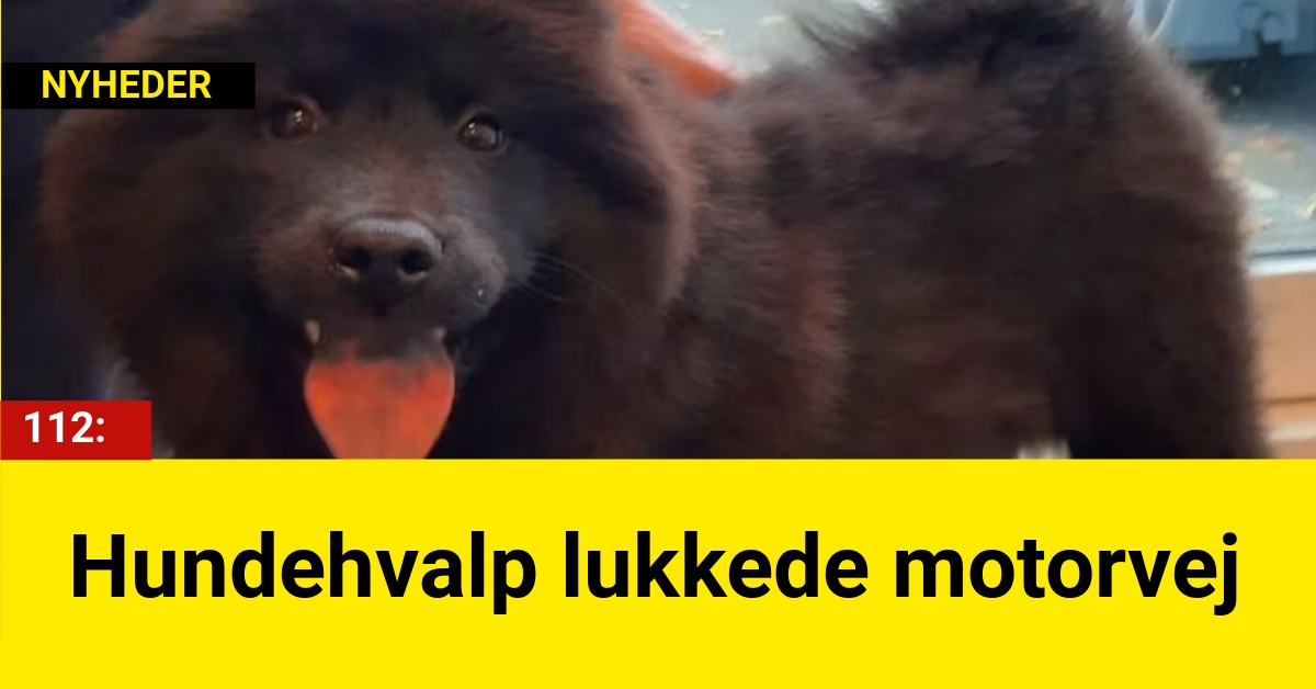 DRAMA: Hundehvalp lukkede motorvej