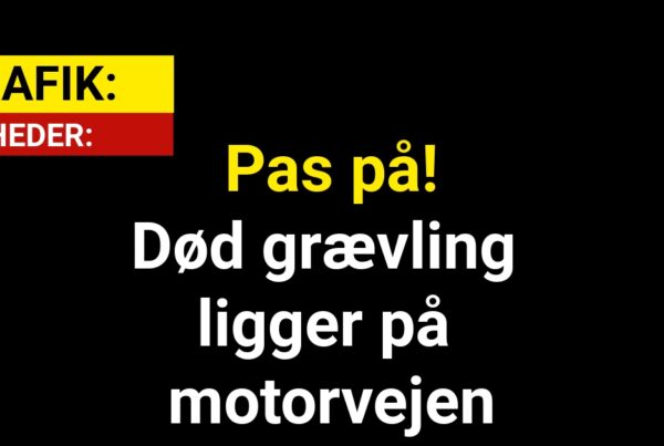 Pas på! Død grævling ligger på motorvejen