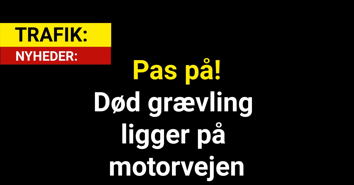 Pas på! Død grævling ligger på motorvejen