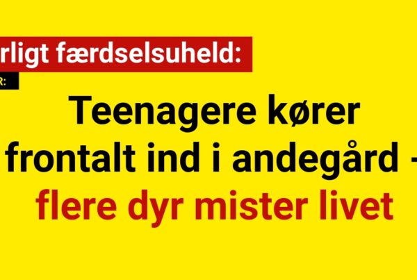 Alvorligt færdselsuheld: Teenagere kører frontalt ind i andegård - flere dyr mister livet