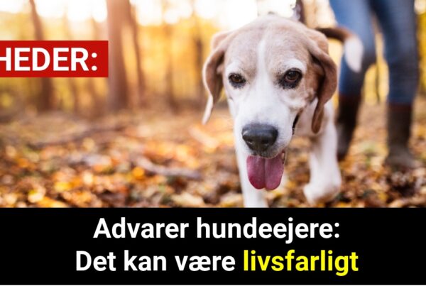 Advarer hundeejere: Det kan være livsfarligt