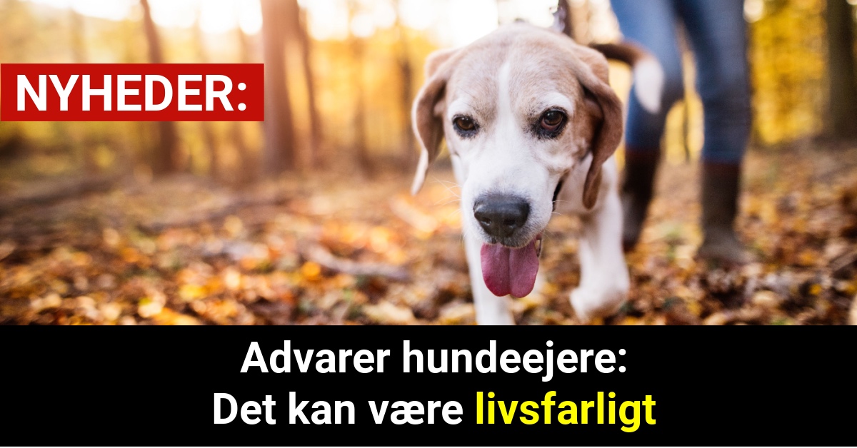 Advarer hundeejere: Det kan være livsfarligt