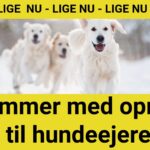 Kommer med opråb til hundeejere