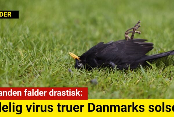 Bestanden falder drastisk