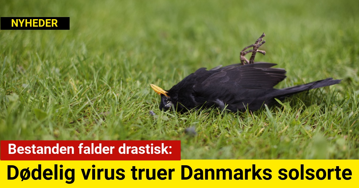 Bestanden falder drastisk