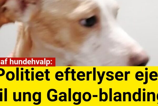 Fund af hundehvalp: Politiet efterlyser ejer til ung Galgo-blanding