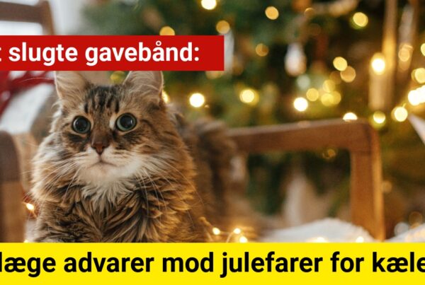 Kat slugte gavebånd: Dyrlæge advarer mod julefarer for kæledyr