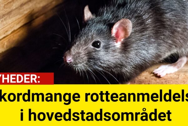 Rekordmange rotteanmeldelser i hovedstadsområdet