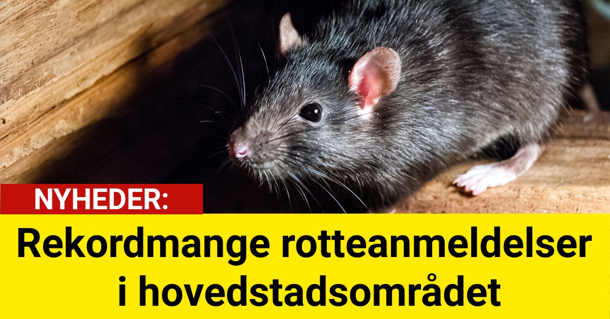 Rekordmange rotteanmeldelser i hovedstadsområdet