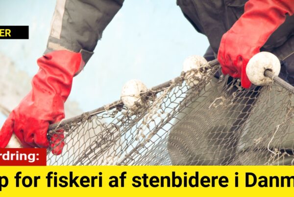 Opfordring: Stop for fiskeri af stenbidere i Danmark