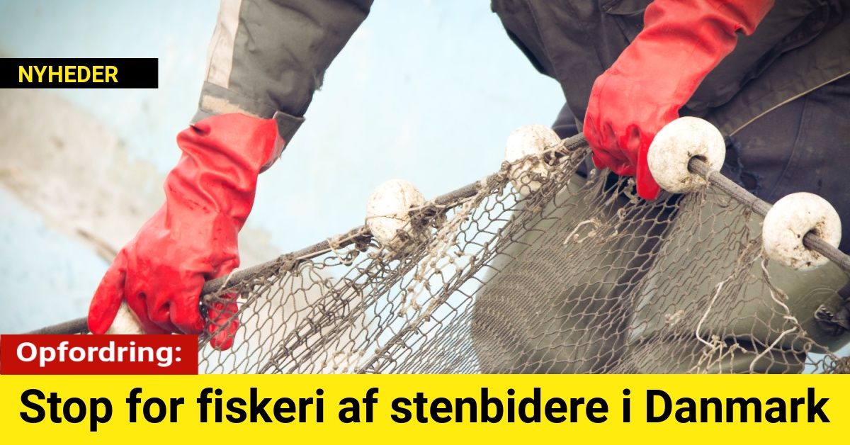 Opfordring: Stop for fiskeri af stenbidere i Danmark