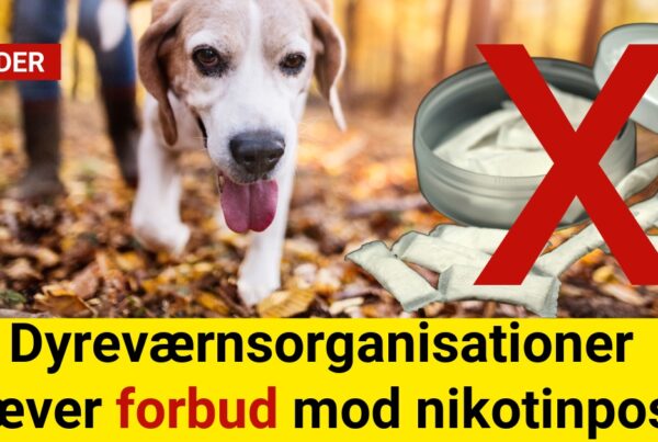 Dyreværnsorganisationer kræver forbud mod nikotinposer