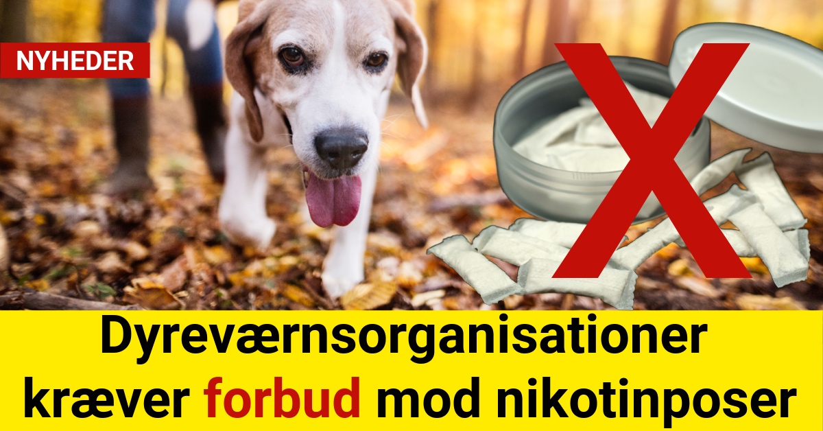 Dyreværnsorganisationer kræver forbud mod nikotinposer