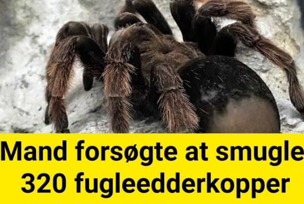 Mand forsøgte at smugle 320 fugleedderkopper