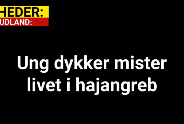 Ung dykker mister livet i hajangreb