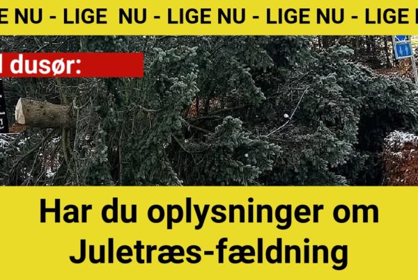 Vild dusør: Har du oplysninger om Juletræs-fældning