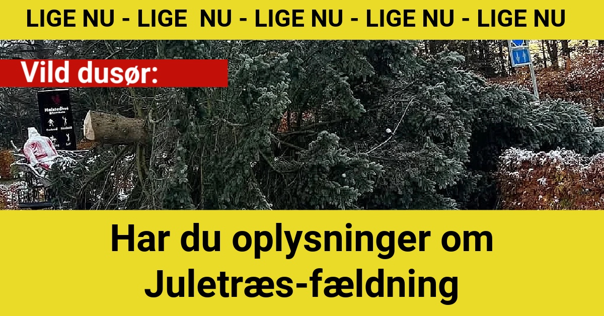 Vild dusør: Har du oplysninger om Juletræs-fældning