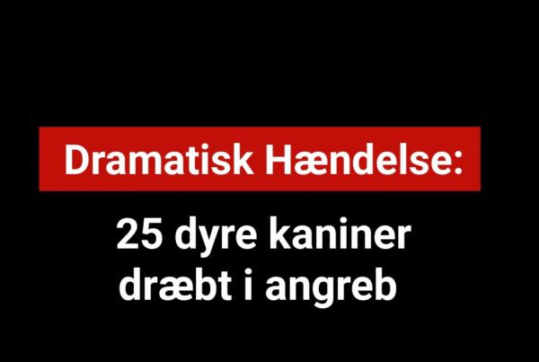 Dramatisk Hændelse: 25 dyre kaniner dræbt i angreb