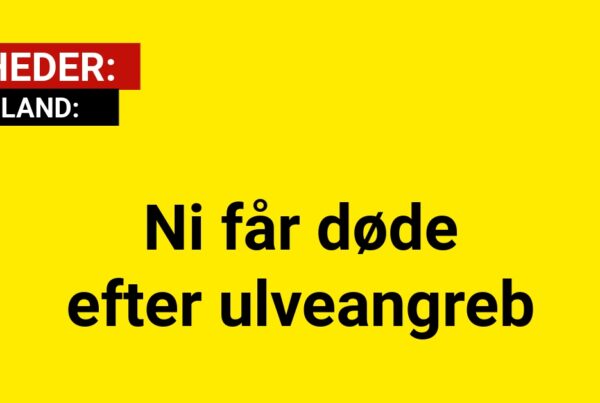 Ni får døde efter ulveangreb