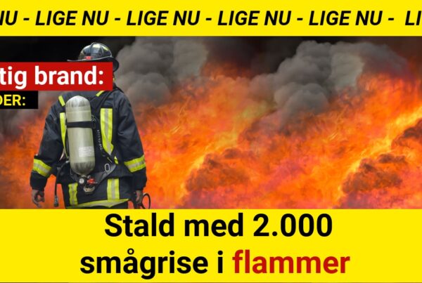 Kraftig brand: Stald med 2.000 smågrise i flammer