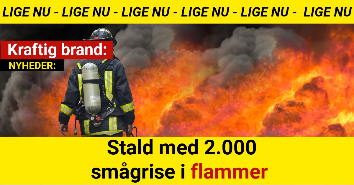 Kraftig brand: Stald med 2.000 smågrise i flammer