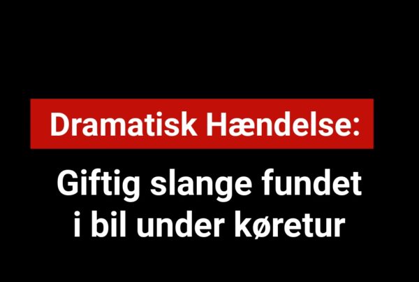 Giftig slange fundet i bil under køretur