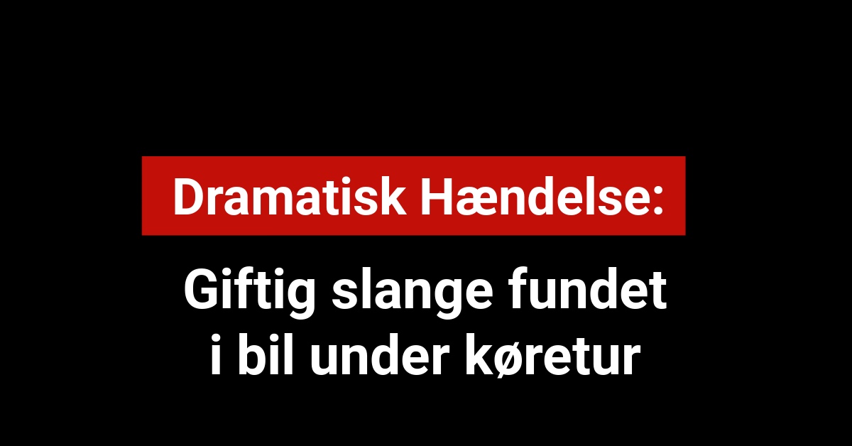 Giftig slange fundet i bil under køretur