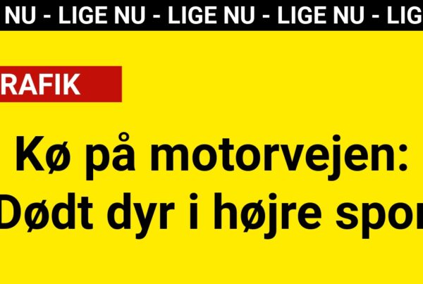 LIGE NU: Kø på motorvejen: Dødt dyr i højre spor