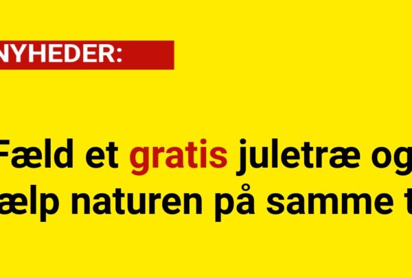 Fæld et gratis juletræ og hjælp naturen på samme tid