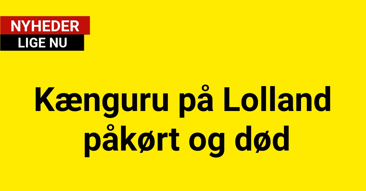 https://nyhed24.dk/nyhed/kaenguru-paa-lolland-paakoert-og-doed/