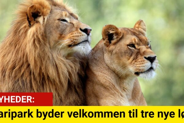 Safaripark byder velkommen til tre nye løver