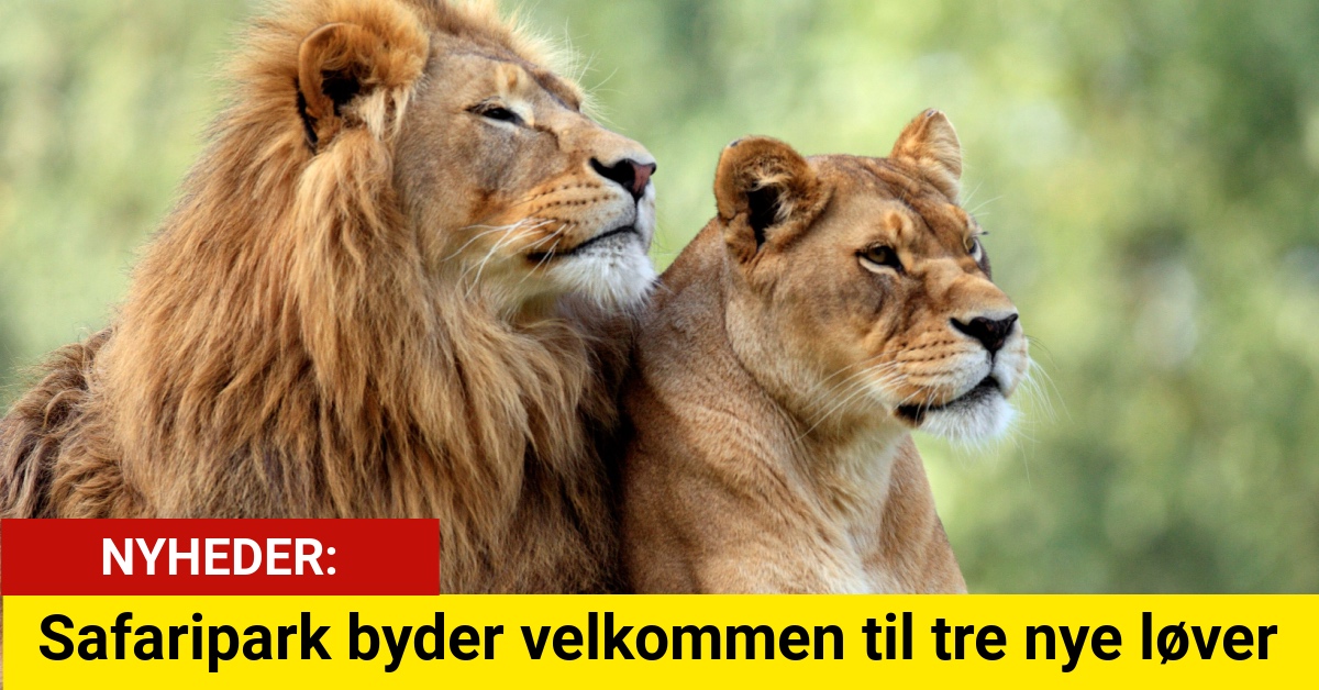 Safaripark byder velkommen til tre nye løver