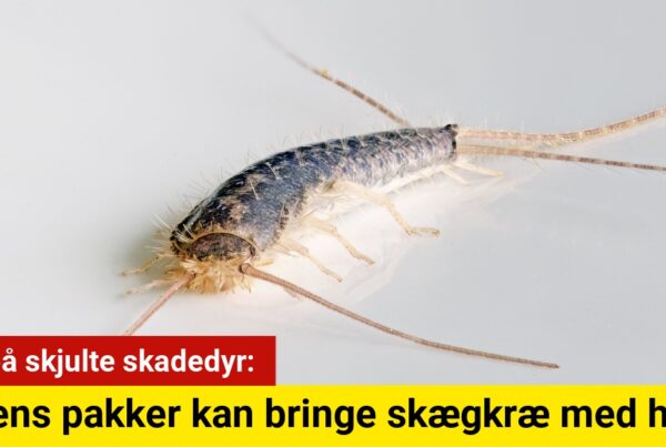 Pas på skjulte skadedyr: Julens pakker kan bringe skægkræ med hjem