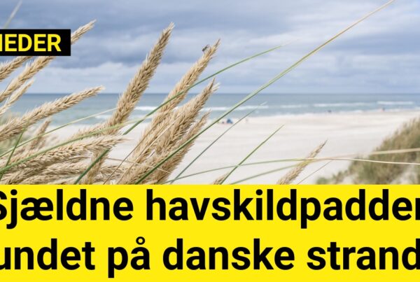 Sjældne havskildpadder fundet på danske strande