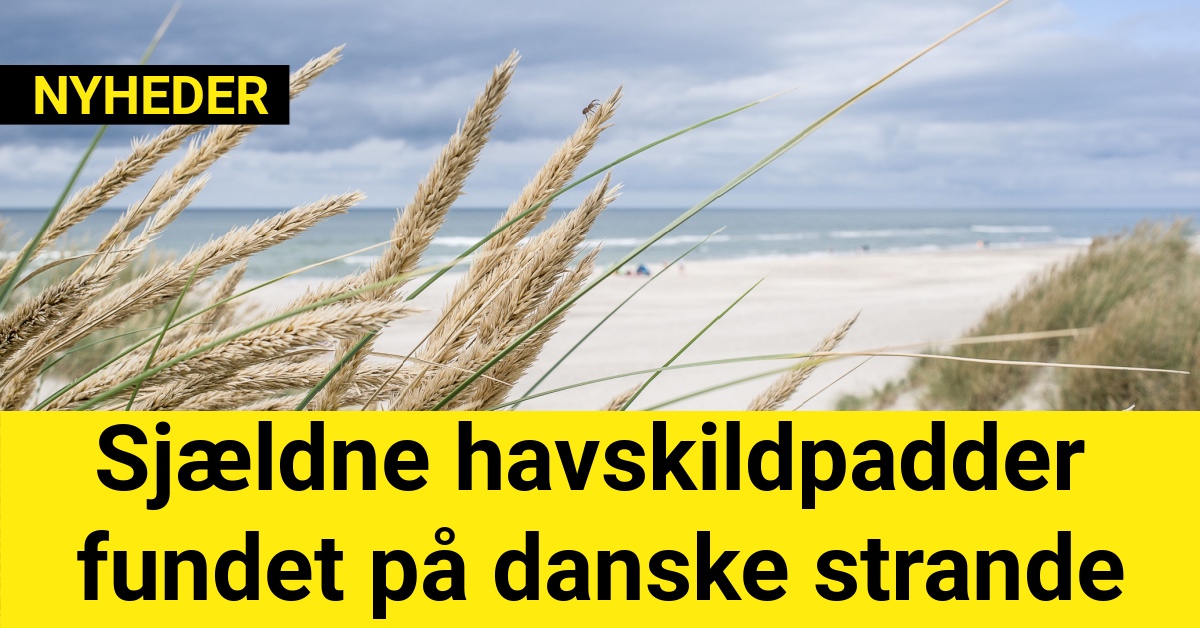 Sjældne havskildpadder fundet på danske strande