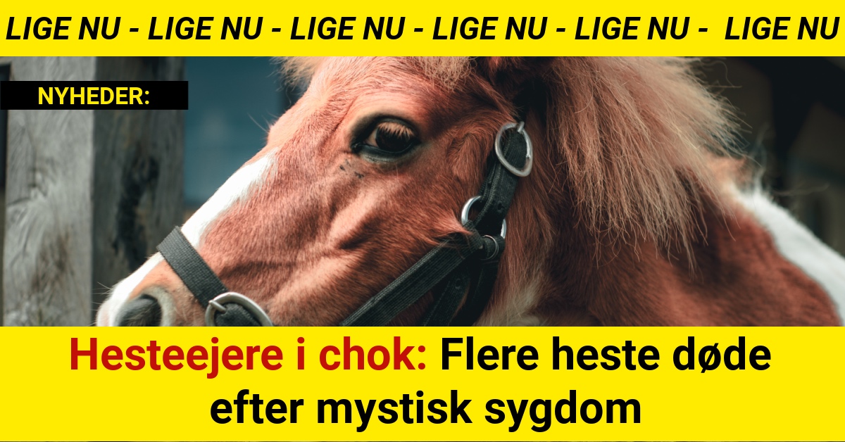 Hesteejere i chok: Flere heste døde efter mystisk sygdom