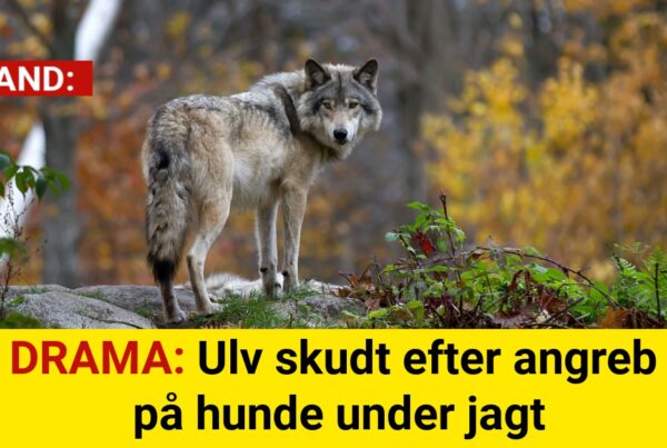 DRAMA: Ulv skudt efter angreb på hunde under jagt