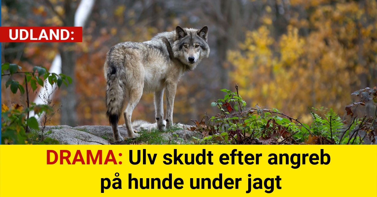 DRAMA: Ulv skudt efter angreb på hunde under jagt