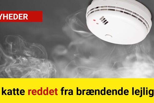 Tre katte reddet fra brændende lejlighed