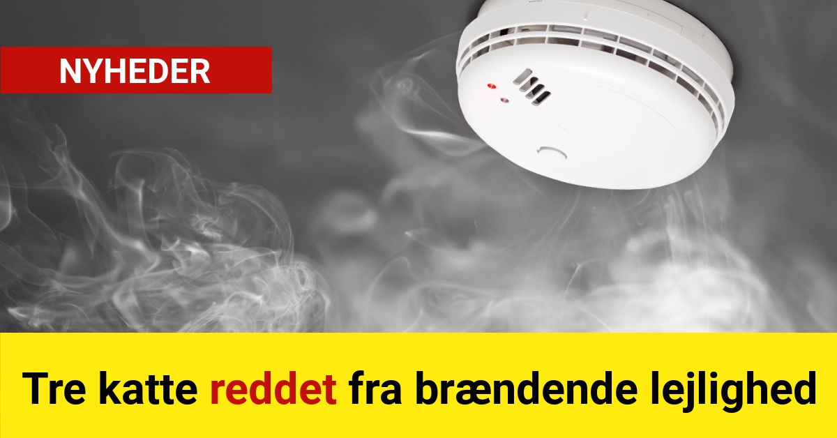 Tre katte reddet fra brændende lejlighed