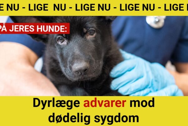 Dyrlæge advarer mod dødelig sygdom