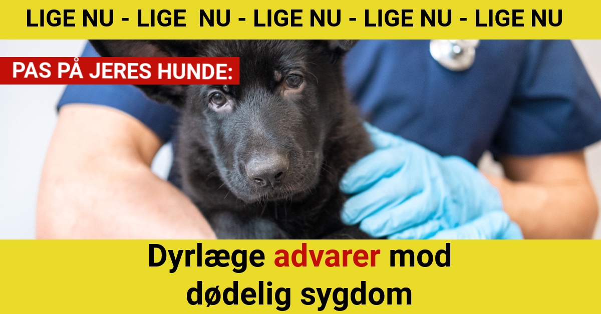 Dyrlæge advarer mod dødelig sygdom