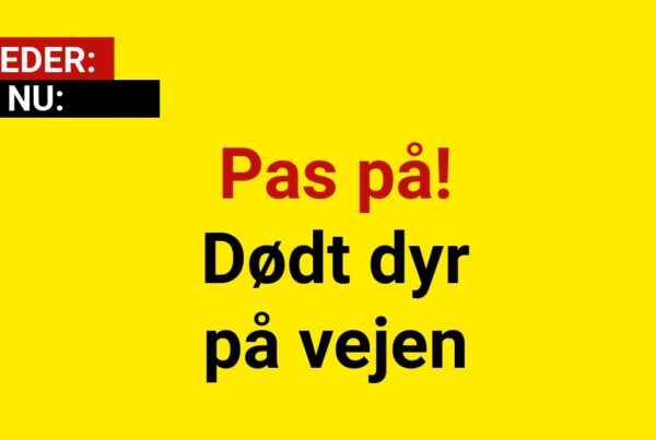 Pas på! Dødt dyr på vejen